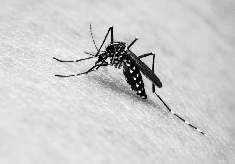 Acismo e entidades buscam soluções para situação da Dengue