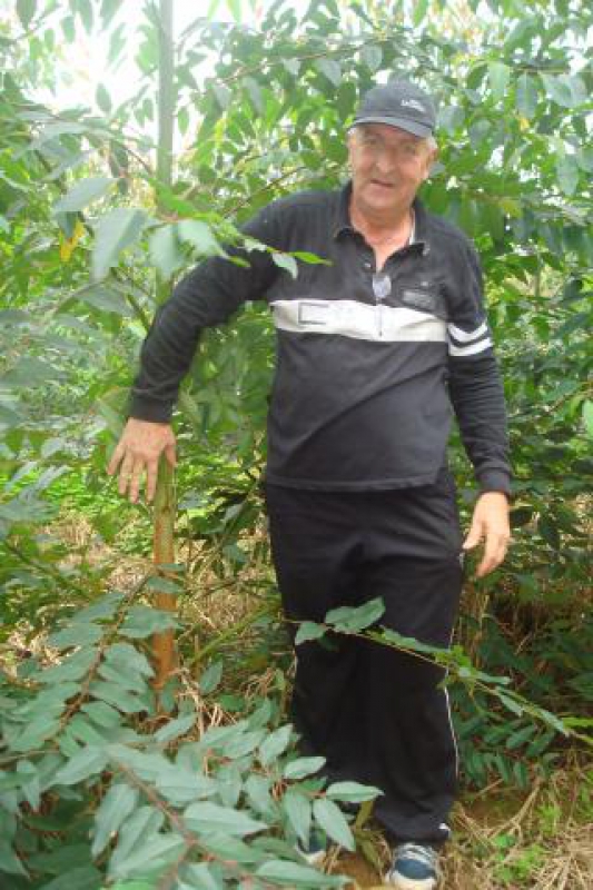 Plantio de Reflorestamento supera expectativas